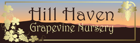 Hill Haven Grapevine Nursery Logo